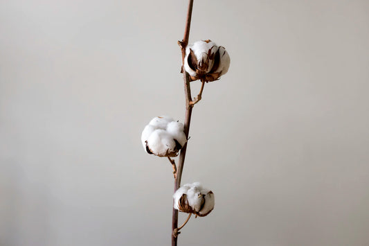 Cotone biologico: 5 curiosità